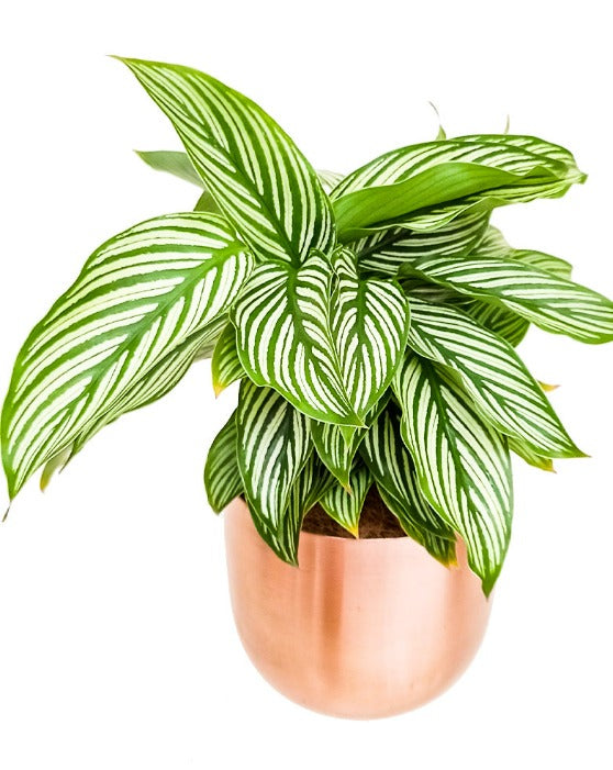 Calathea Blanc Pin-Stripe | Vittata