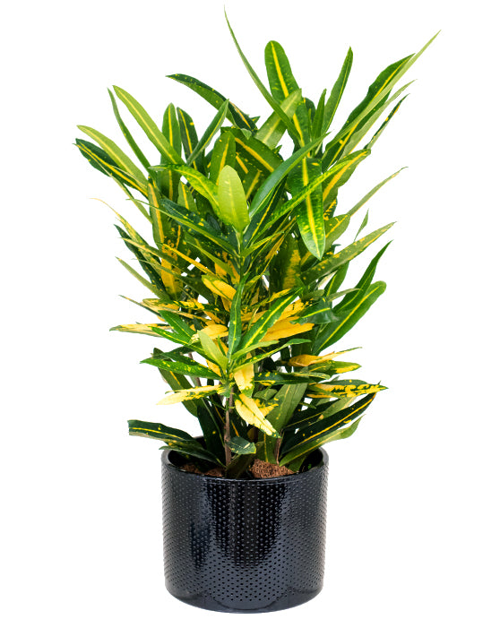 Evi Ceramic Pot | M | 7 Inch | Black Gloss