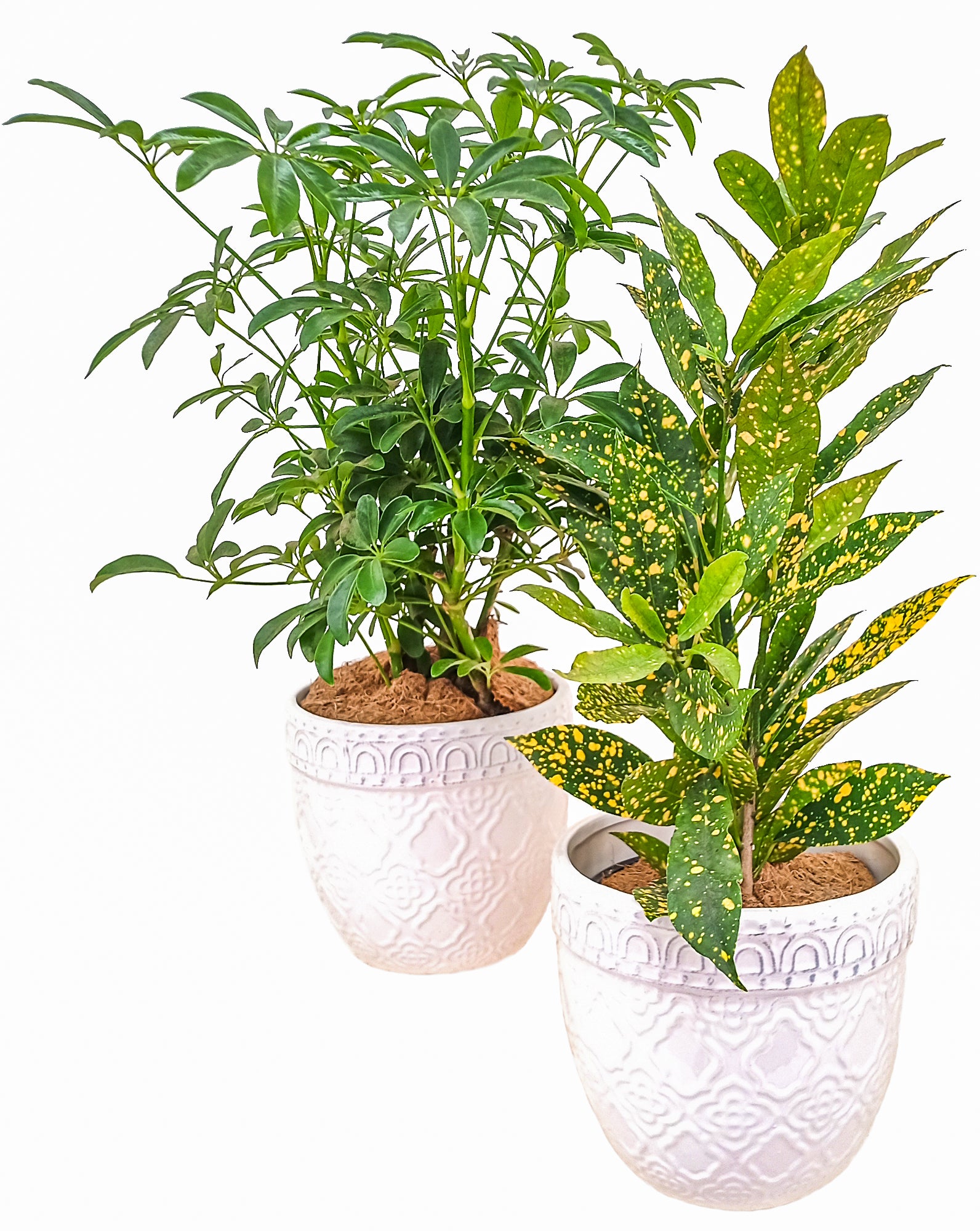 Schefflera 'Parapluie nain' (Schefflera 'Plante parapluie naine')