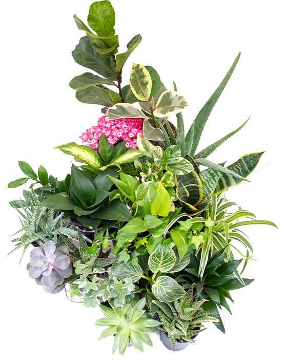 Drought Resistant & Easy Grower Bundle | Growers Choice