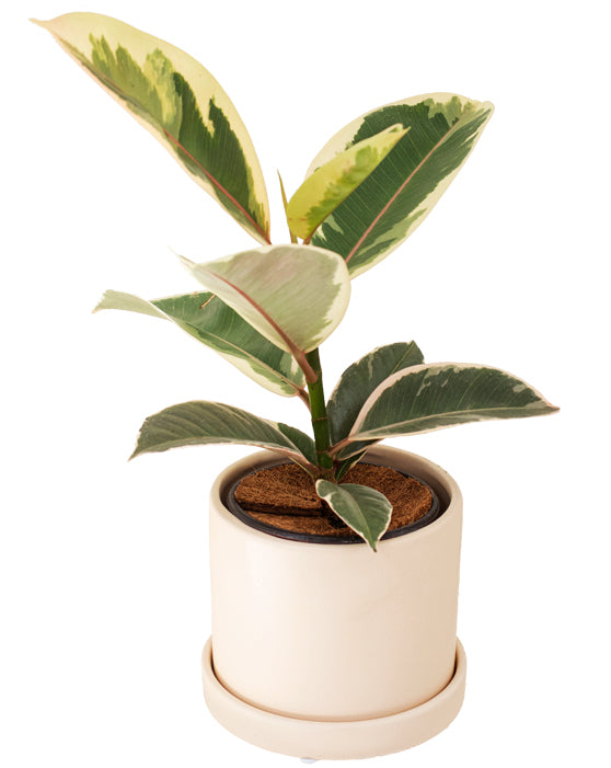 Evi Panna Ceramic Pot with Saucer | S | 4 Inch | Matte Finish