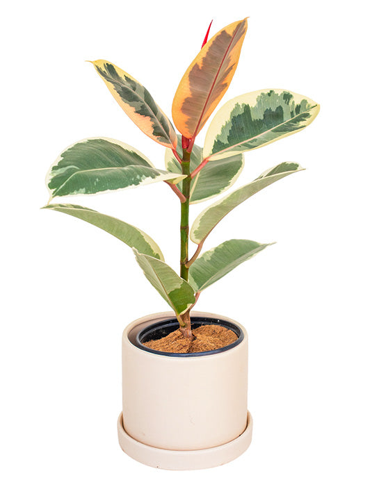 Evi Panna Ceramic Pot with Saucer | S | 4 Inch | Matte Finish