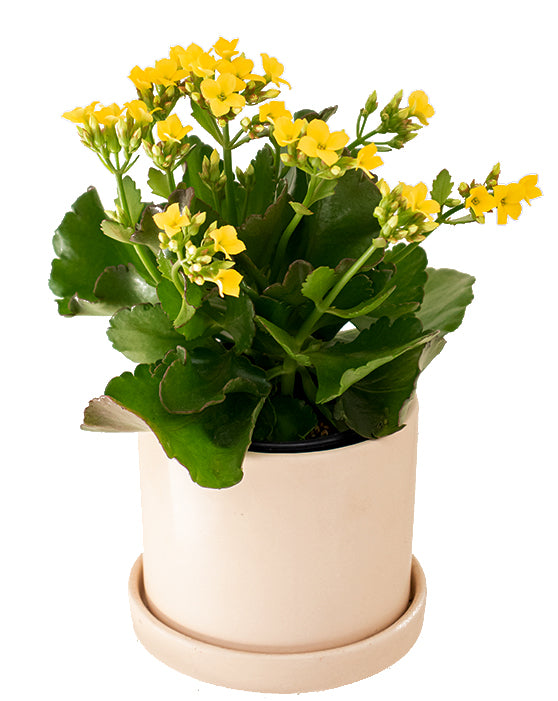 Evi Panna Ceramic Pot with Saucer | S | 4 Inch | Matte Finish