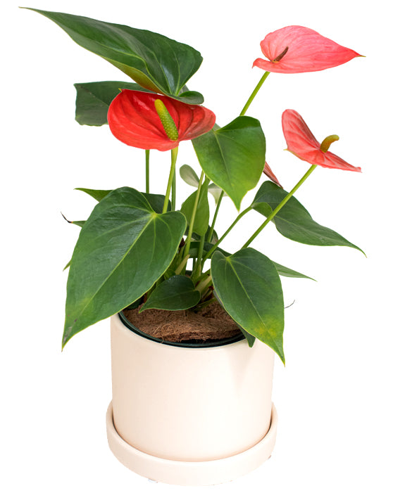 Evi Panna Ceramic Pot with Saucer | S | 4 Inch | Matte Finish