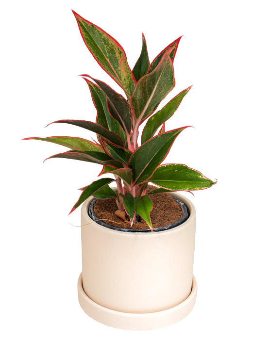 Aglaonema 'Chinese Evergreen' | Siam Aurora