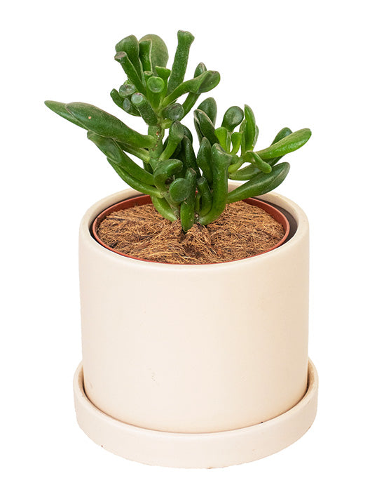 Evi Panna Ceramic Pot with Saucer | S | 4 Inch | Matte Finish