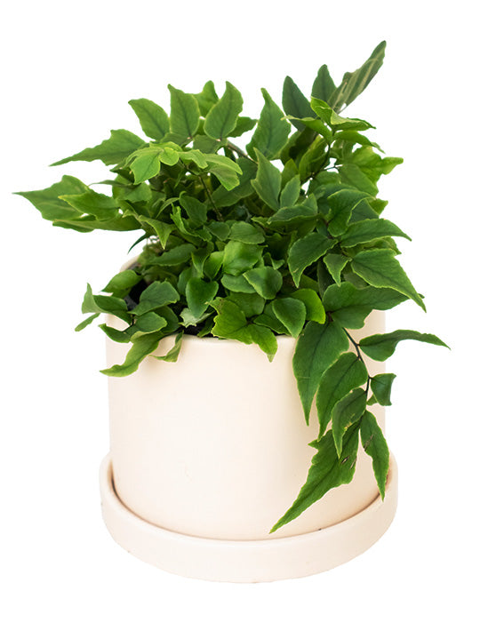 Evi Panna Ceramic Pot with Saucer | S | 4 Inch | Matte Finish