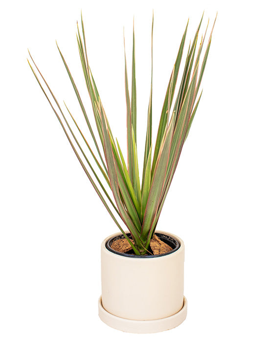 Evi Panna Ceramic Pot with Saucer | S | 4 Inch | Matte Finish