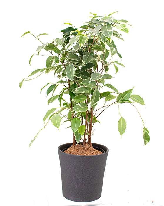Ficus 'Figue pleureuse' | Benjamina