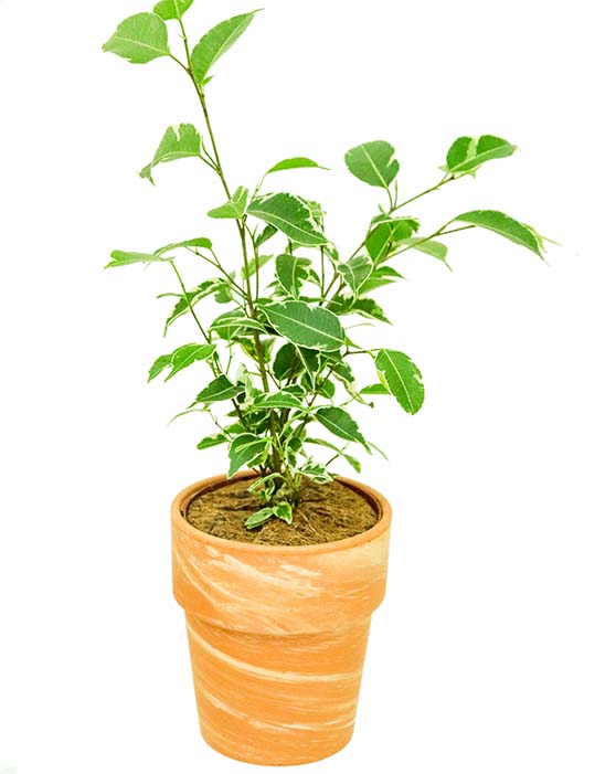 Ficus 'Figue pleureuse' | Benjamina
