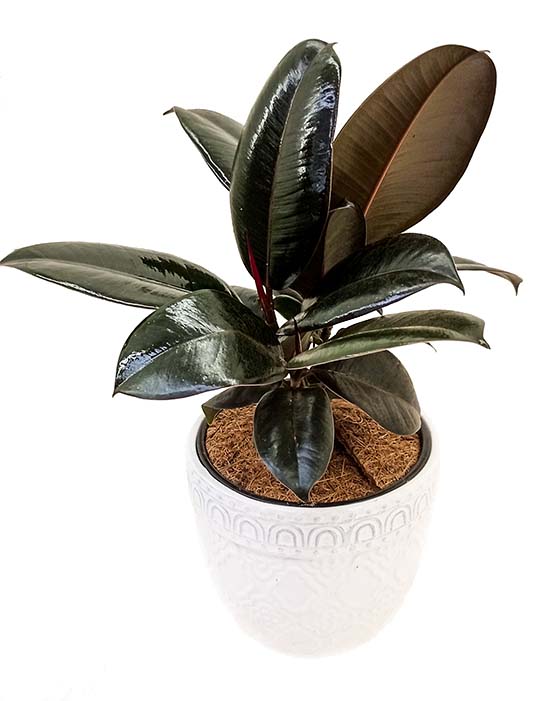Ficus Elastica Burgundy 'Rubber Plant' (plante en caoutchouc)