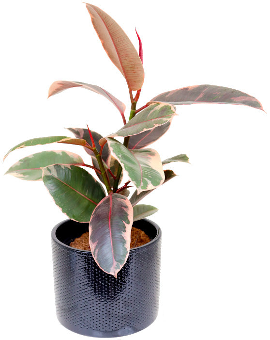 Evi Ceramic Pot | M | 7 Inch | Black Gloss
