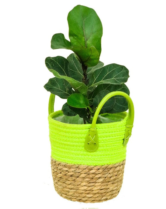 Ficus 'Fiddle Leaf Fig' | Lyrata