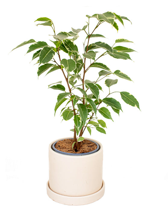 Ficus 'Figue pleureuse' | Benjamina