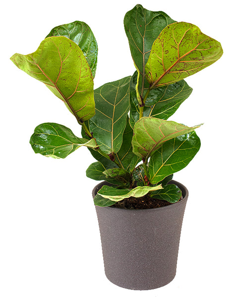 fiddle leaf fig canada Ficus 'Fiddle Leaf Fig'