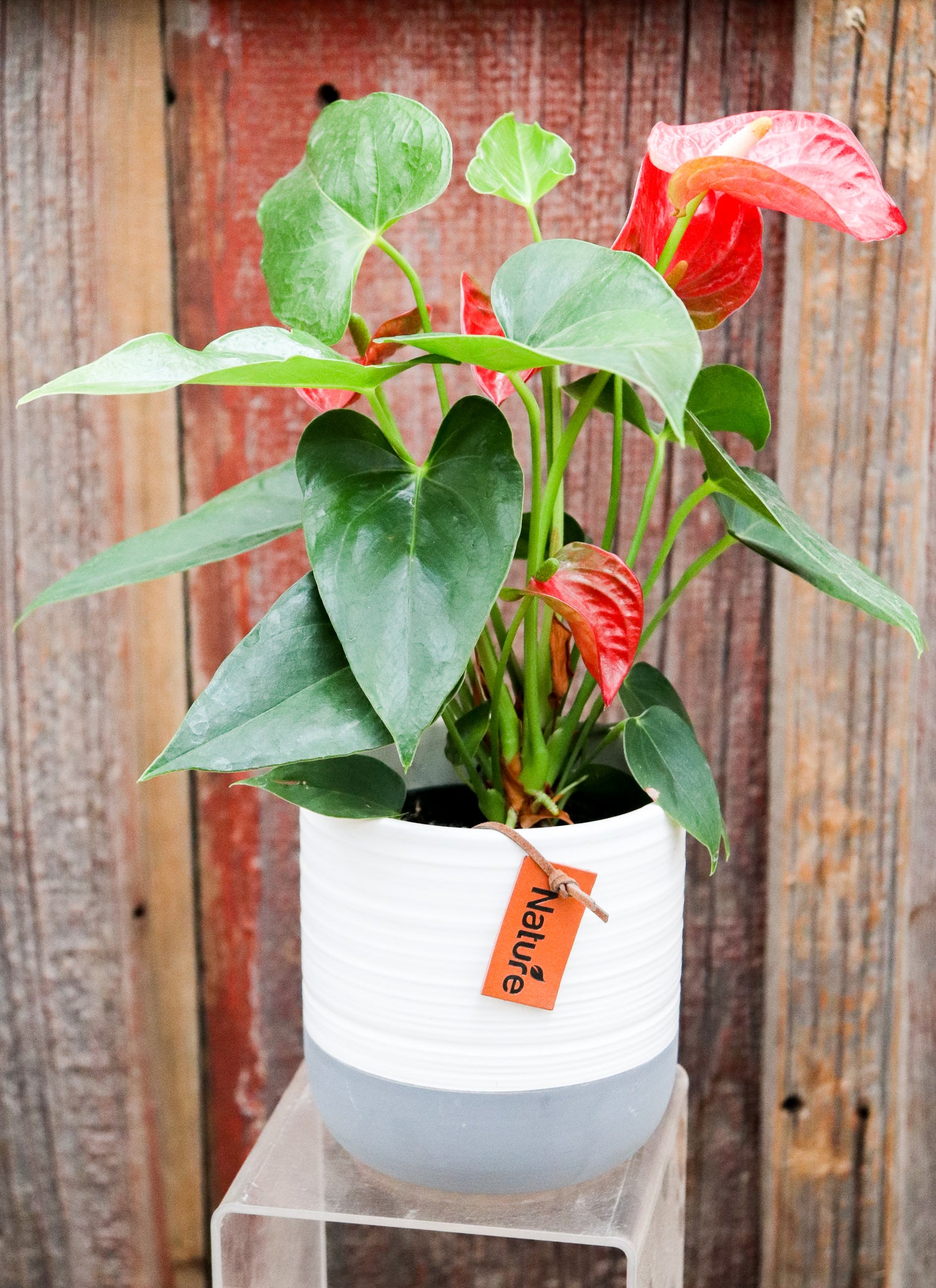 Beaudon Ceramic Pot | S | 4 Inch