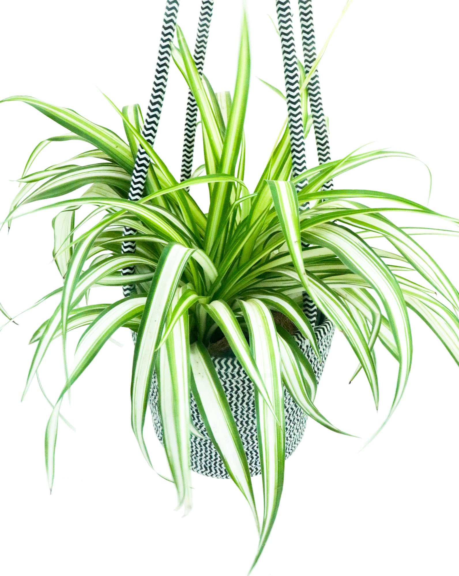 Spider Plant ‘Ribbon Plant’ | Chlorophytum comosum