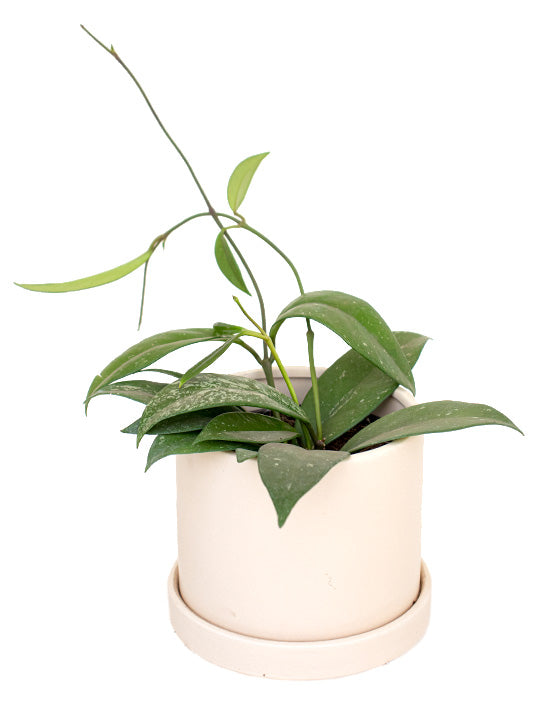 Hoya Silver Splash 'Wax Plant' | Pubicalyx