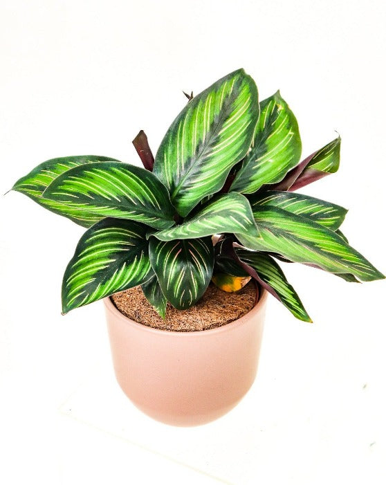 Calathea Beauty Star 'Pin-Stripe' (étoile de beauté)