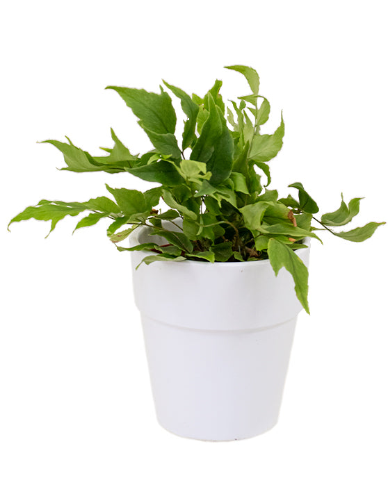 Elize Ceramic Pot | S | 5 Inch | White