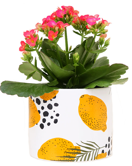 Limoncello Ceramic Pot | S | 5 Inch