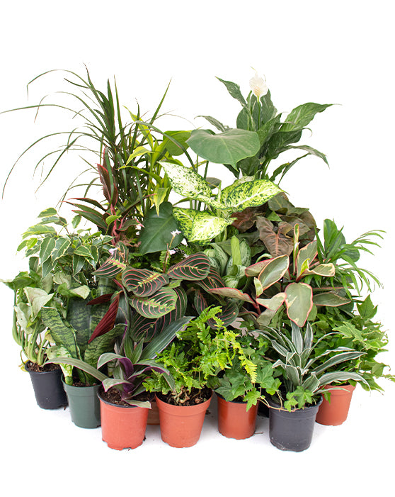Easy Grower Bundle | 6 Pack | Growers Choice