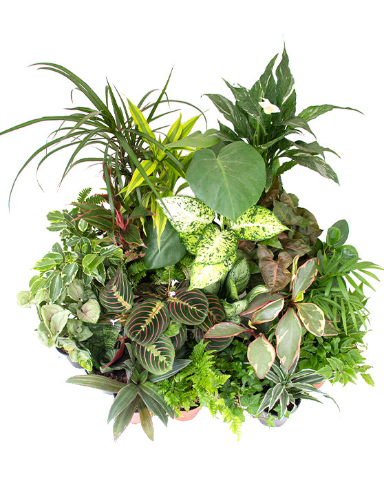 Easy Grower Bundle | 6 Pack | Growers Choice