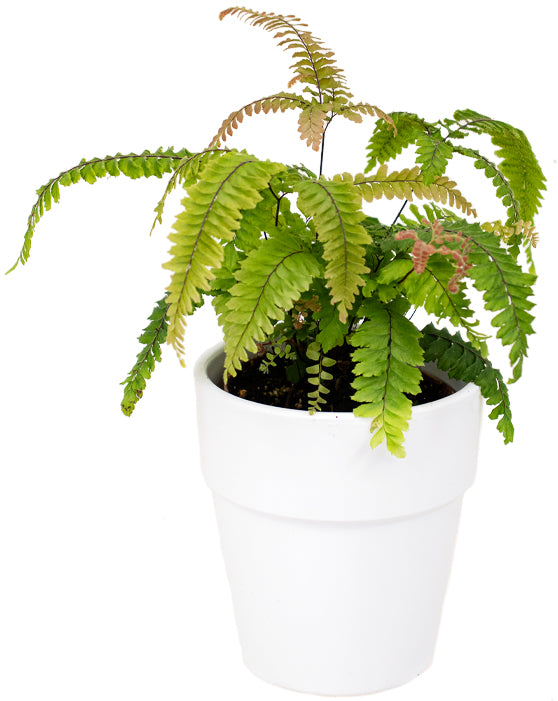 Elize Ceramic Pot | S | 5 Inch | White