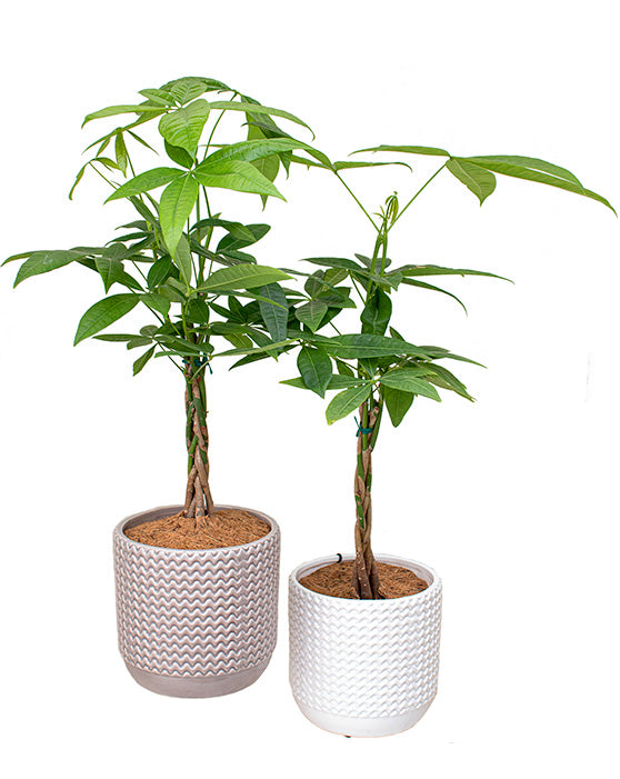 Crimped Ceramic Pot | M | 6.5 Inch