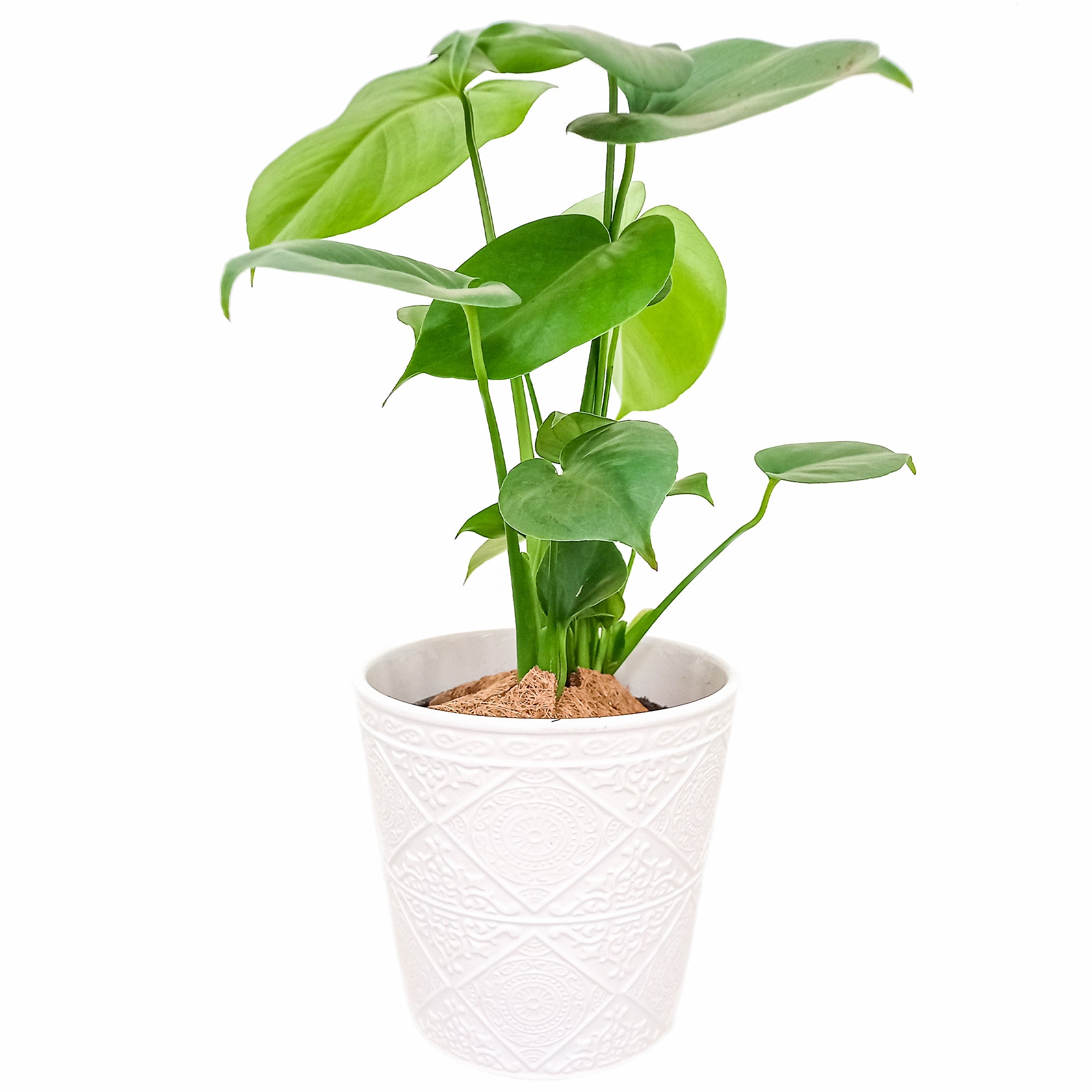 Monstera 'Split-Leaf' | Deliciosa