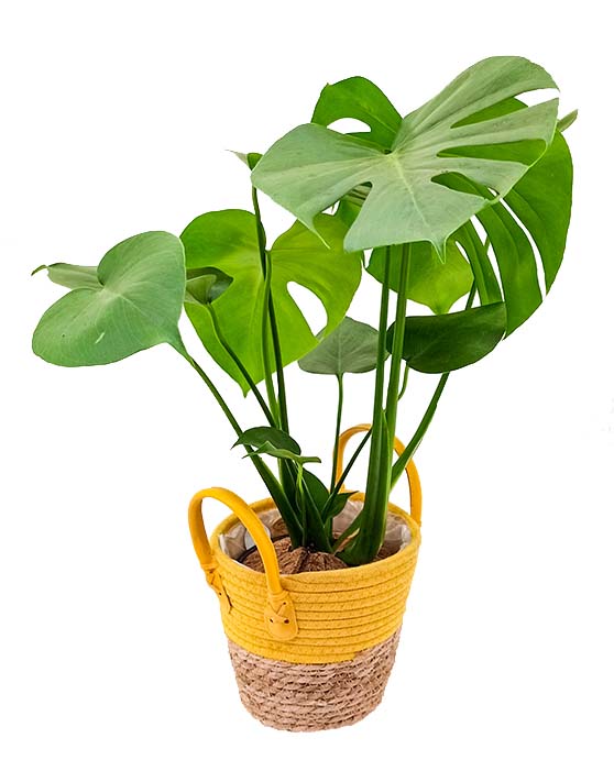 Monstera 'Split-Leaf' | Deliciosa