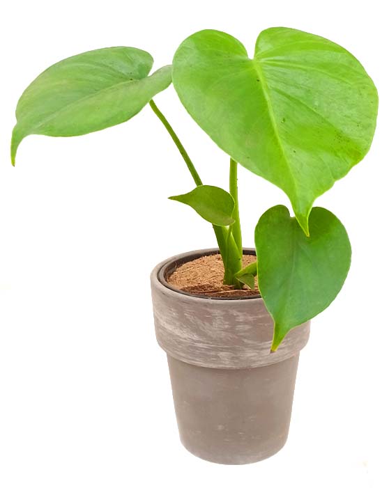 Monstera 'Split-Leaf' | Deliciosa