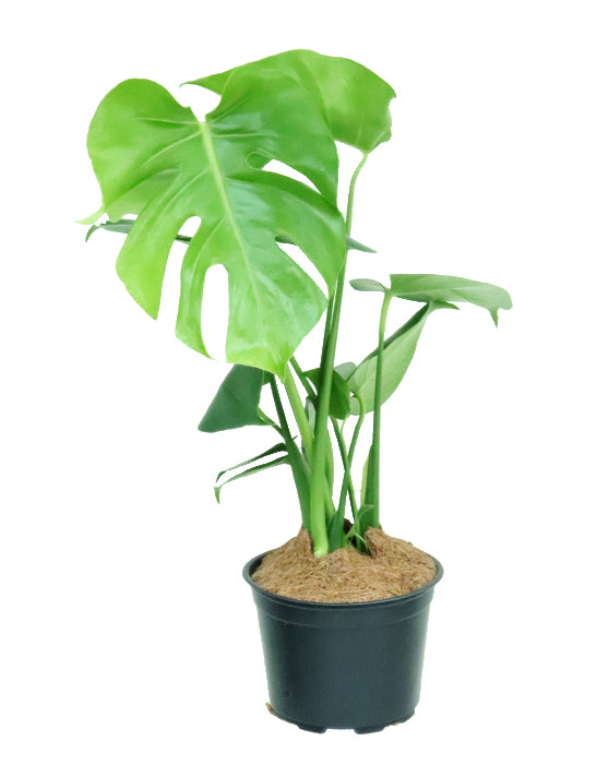 Monstera 'Split-Leaf' | Deliciosa