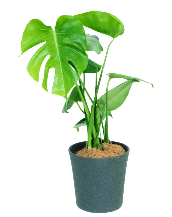 Monstera 'Split-Leaf' | Deliciosa