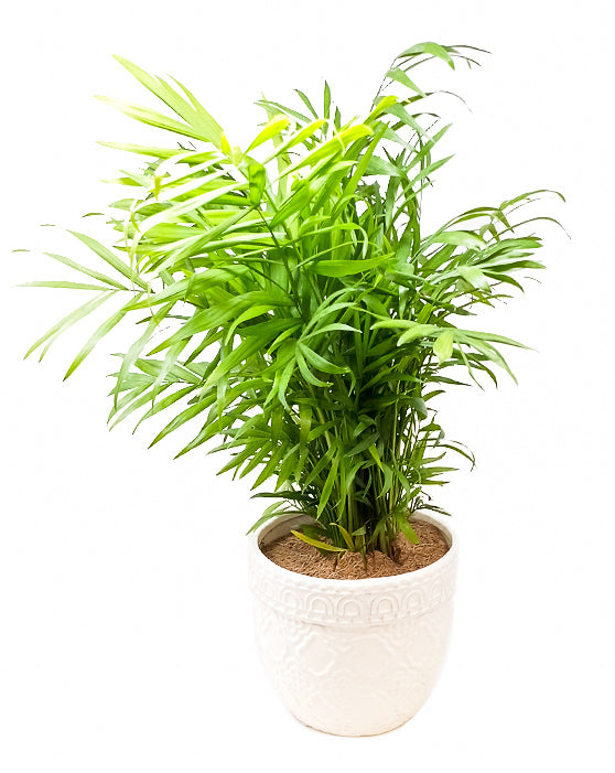 Parlour Palm - Neanthe Bella
