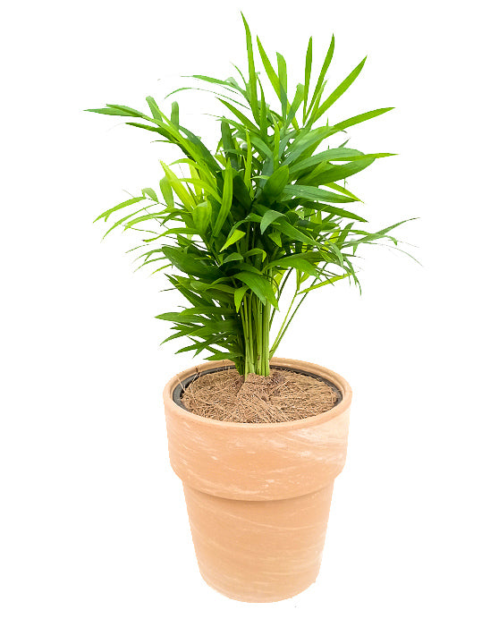 Parlour Palm - Neanthe Bella