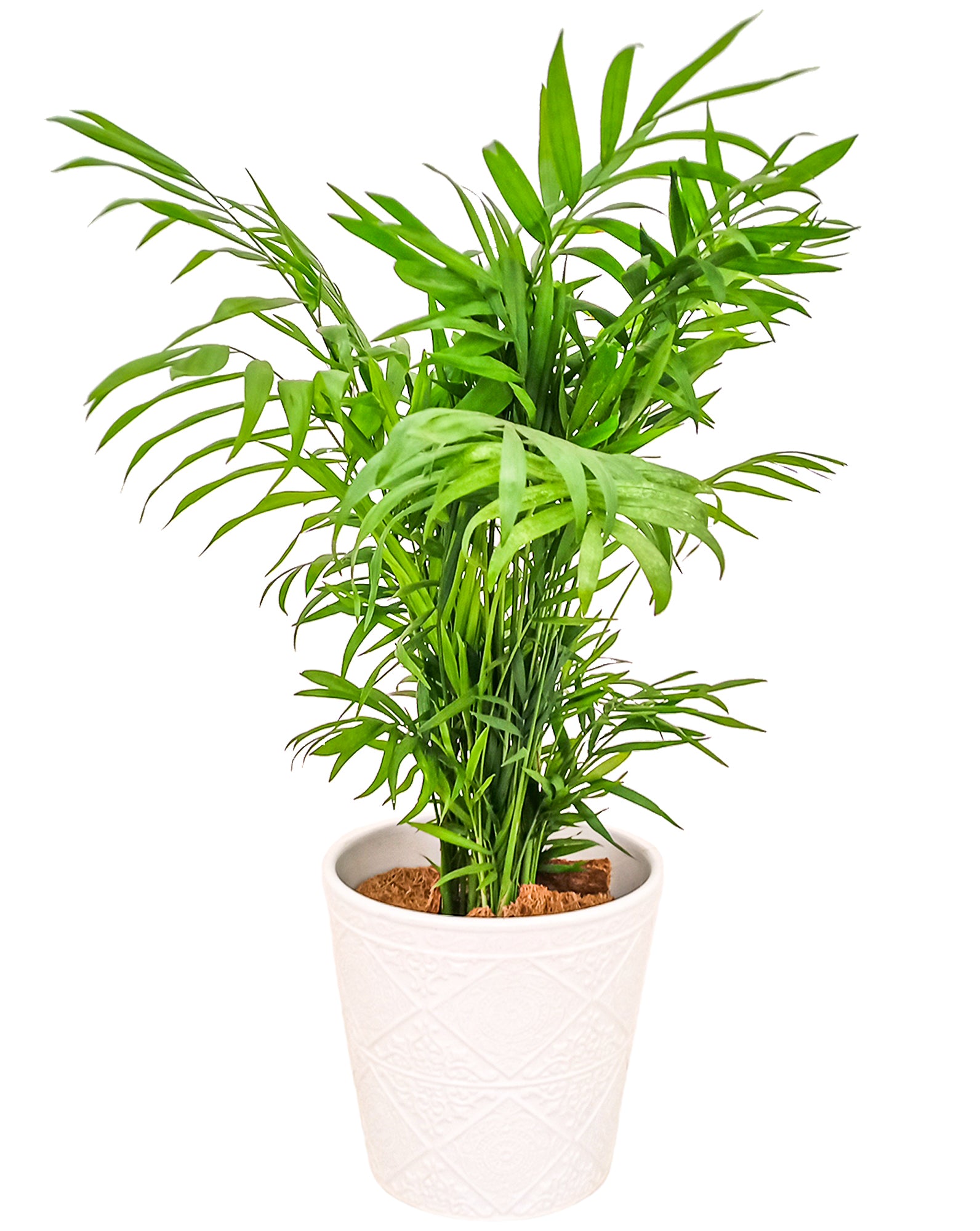 Parlour Palm - Neanthe Bella