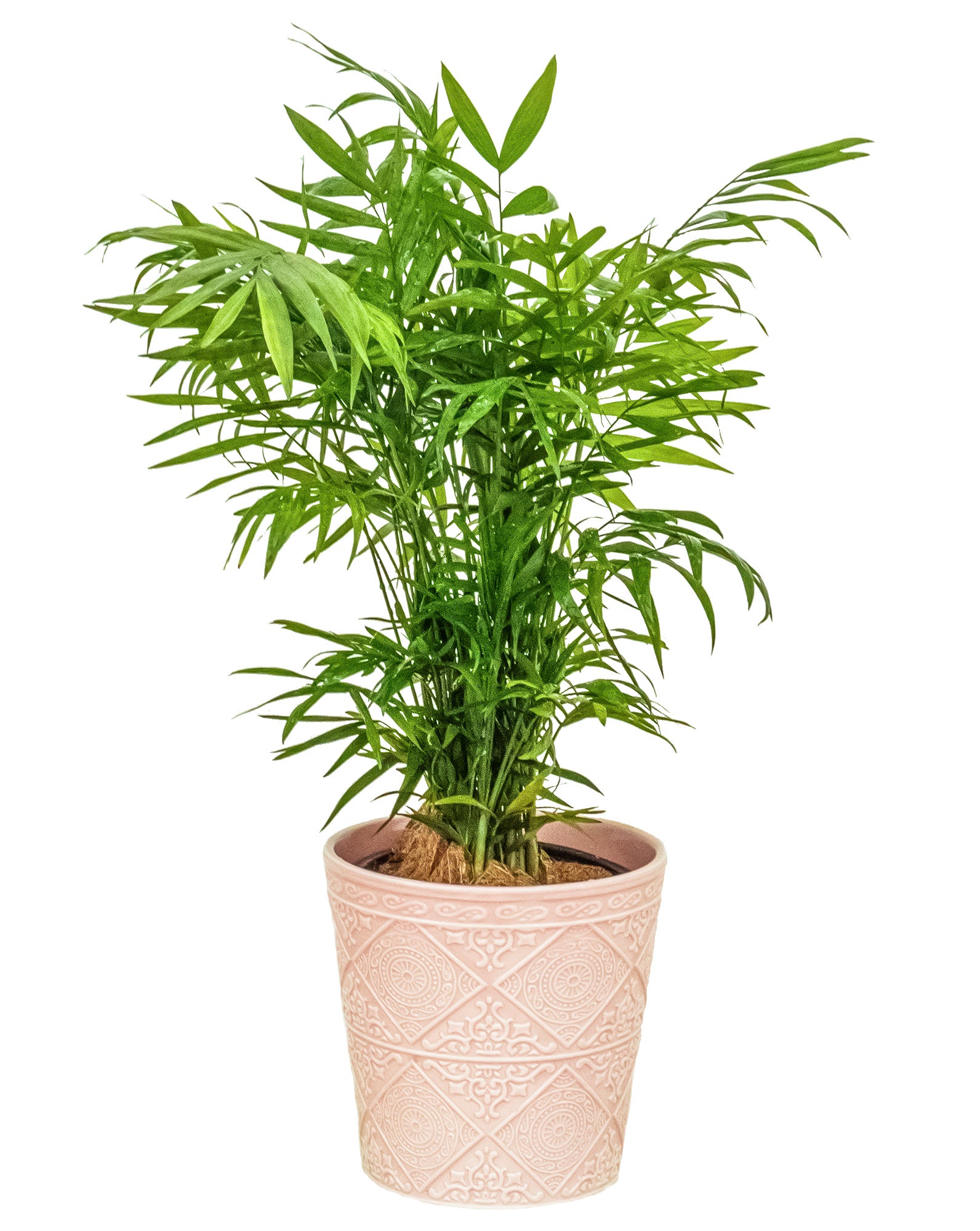 Helen Ceramic Pot | M | 6.5 Inch