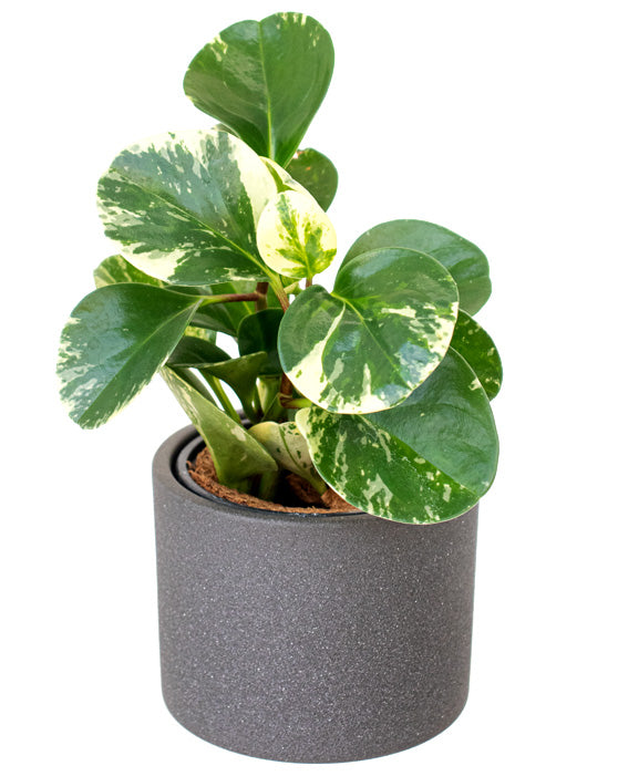 Eva Ceramic Pot | M | 4.75 Inch | Stone Finish