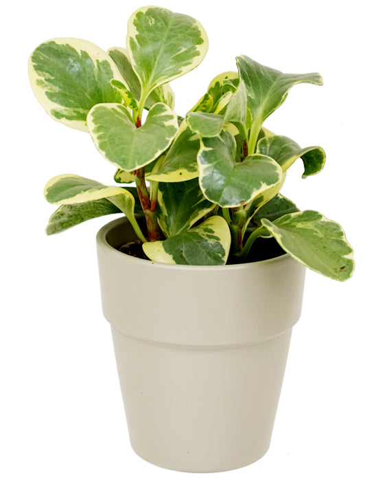 Elize Ceramic Pot | S | 5 Inch | Light Khaki