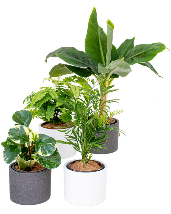 Eva Ceramic Pot | M | 4.75 Inch | Stone Finish