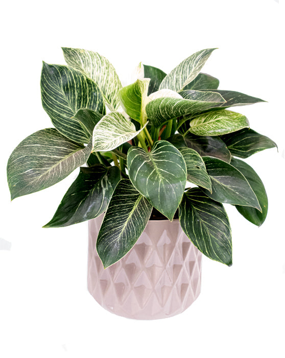 Philodendron 'Birkin'