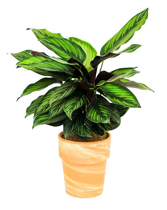 Calathea Beauty Star 'Pin-Stripe' (étoile de beauté)