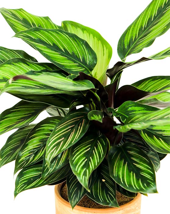Calathea Beauty Star 'Pin-Stripe' (étoile de beauté)