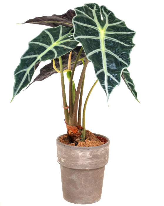 Alocasia 'African Mask, Polly' | Amazonica