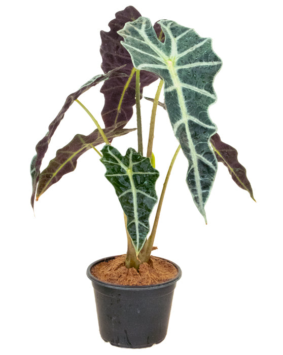 Alocasia 'African Mask, Polly' | Amazonica