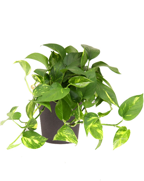 Pothos 'Golden' | Epipremnum aureum