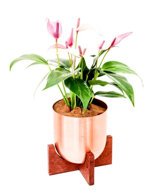 Fantina Metal Pot + Stand | S | 4.5 Inch | Copper