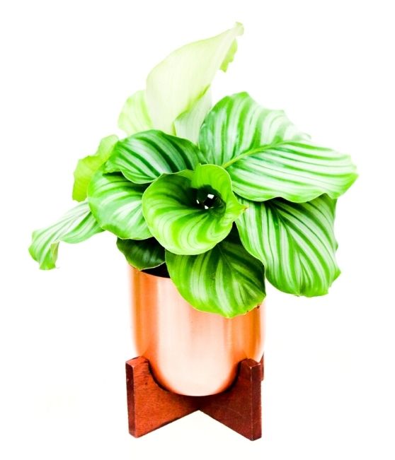 Fantina Metal Pot + Stand | S | 4.5 Inch | Copper