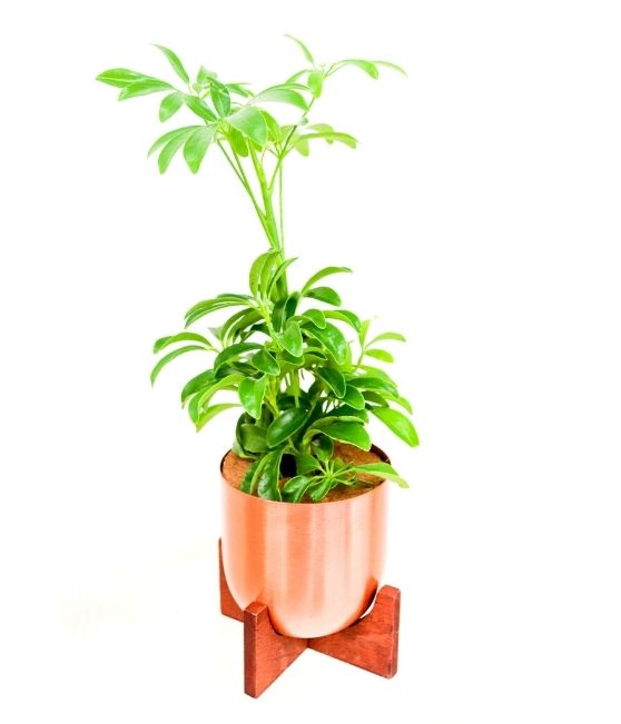 Fantina Metal Pot + Stand | S | 4.5 Inch | Copper